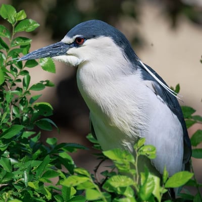A stocky heron with a black crown and back, grey wings, and bright red eyes.