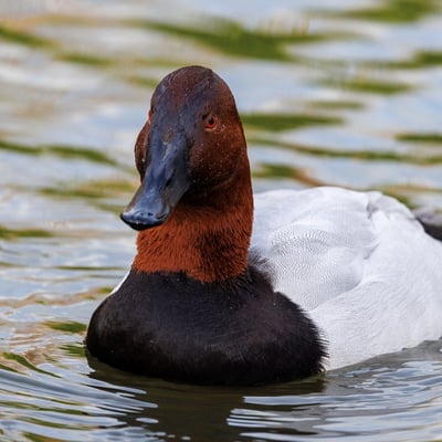 A large diving duck with a white body, black chest, and a wedge-shaped reddish-brown head.