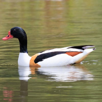 A large duck with a white body, dark green head, and a broad chestnut band across its chest.