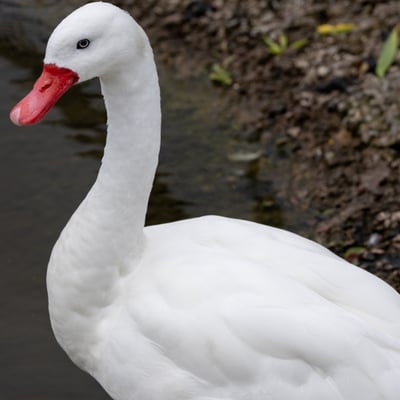 A small white swan with a bright red, blunt bill and pink legs swimming.