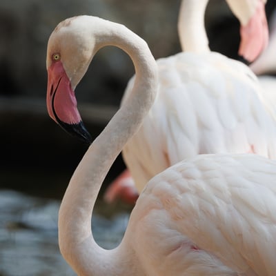 A tall, slender bird with a pinkish-white body and bright red wing coverts.