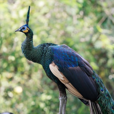 A large bird with an upright crest and metallic green and blue scales on its neck.