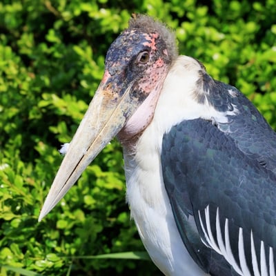 A very large stork with a bald, pinkish head, a long throat pouch, and black wings.