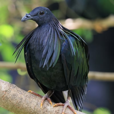 A large pigeon with dark iridescent feathers, long neck hackles, and a white tail.