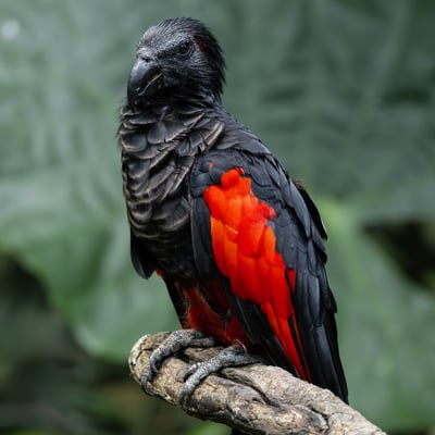 A parrot with a vulture-like bare black head, black body, and bright red wings.