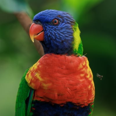 A brilliantly multicoloured parrot with a blue head, orange chest, and green wings.