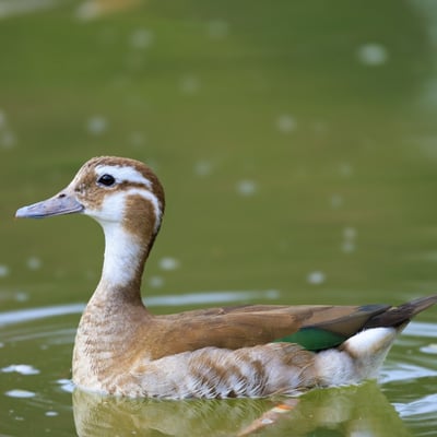 A small duck with a grey bill, pink legs, and a distinctive black line around its neck.