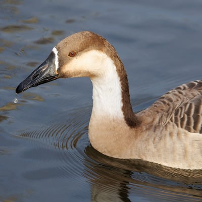 A large goose with a long neck, brown crown, and a distinctive black bill.