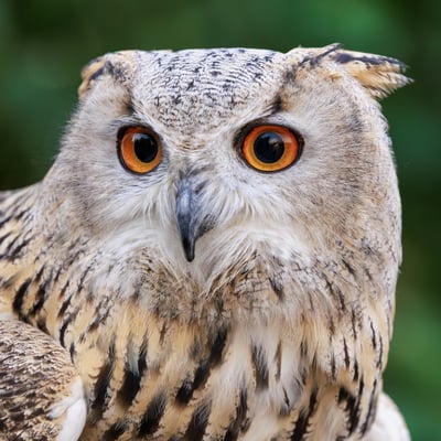 A massive owl with very pale, mottled plumage, prominent ear tufts, and glowing orange eyes.