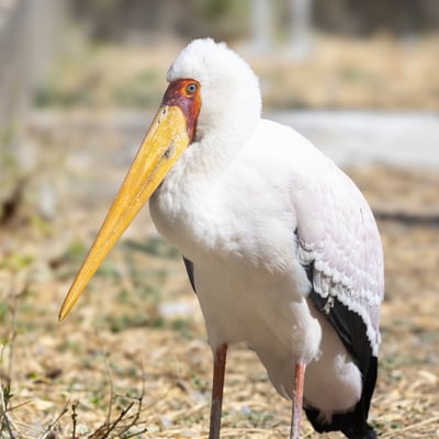 A white stork with black flight feathers, a bright yellow bill, and a red face.