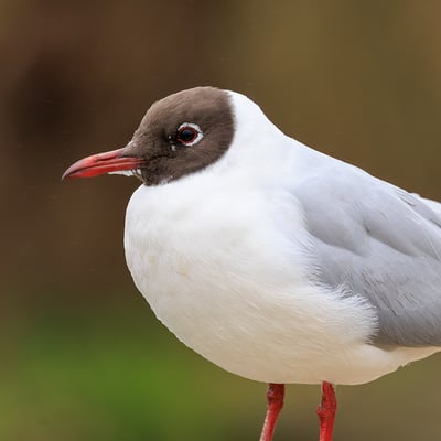 A small grey and white gull with a chocolate-brown head, bright red legs, and a red beak.