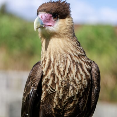 A white and black raptor with an orange face and a dark crest standing on the ground.