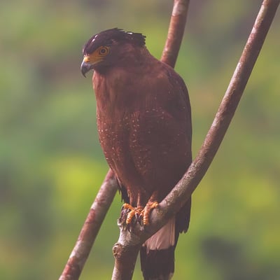 A Crested Serpent Eagle perched in a tree, showing its bold black-and-white fan crest and yellow facial skin.