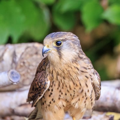 A small falcon with chestnut wings and a grey head (males) hovering in mid-air.