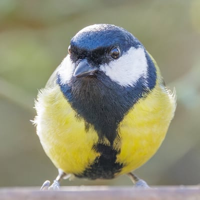 A bright yellow and black Great Tit perched on a garden feeder.