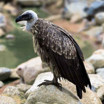 A massive scavenger with a white ruff and broad wings soaring on a thermal.