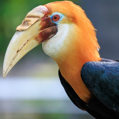 A Papuan Hornbill perched on a branch, showing its large corrugated bill and casque, creamy white head, and jet-black body plumage.