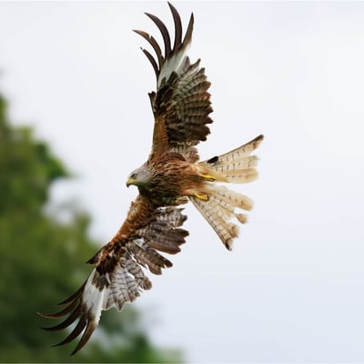 A reddish-brown raptor with long, angled wings and a deeply v-notched tail soaring.