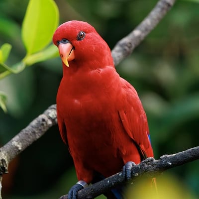A small, brilliant red parrot with blue markings on its wings and a curved orange bill.