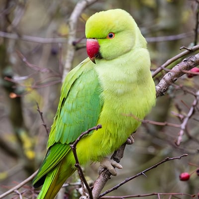 A slender green parrot with a long tail and a thin rose-coloured ring around its neck.