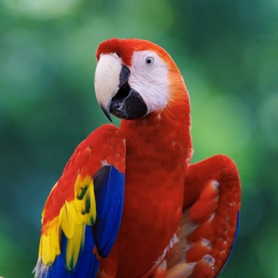 A vibrant red, yellow, and blue parrot with a powerful beak perched in the canopy.
