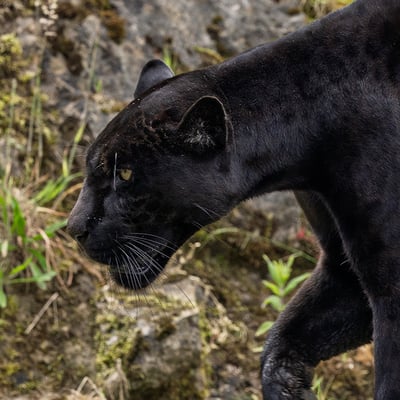 A powerful, all-black cat with barely visible rosettes in its fur stalking through shade.