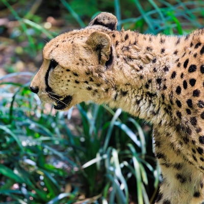 A slender, spotted yellow cat with long legs and dark 'tear' stripes running from its eyes.
