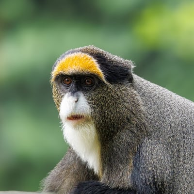 A grey-furred monkey with a striking white beard and a bright orange crescent on its forehead.