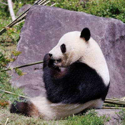 A large black and white bear sitting amongst bamboo stalks.