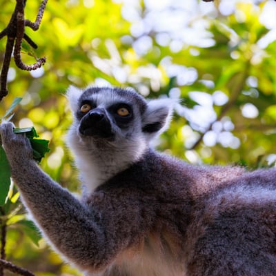 A grey primate with a white face, black eye patches, and a long tail with black and white rings.
