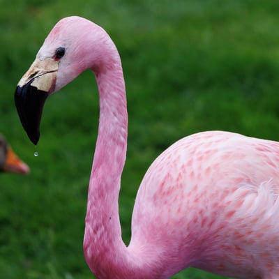 A pale pink flamingo with a yellow face and black flight feathers.