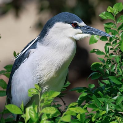 A stocky heron with a black crown and back, grey wings, and bright red eyes.