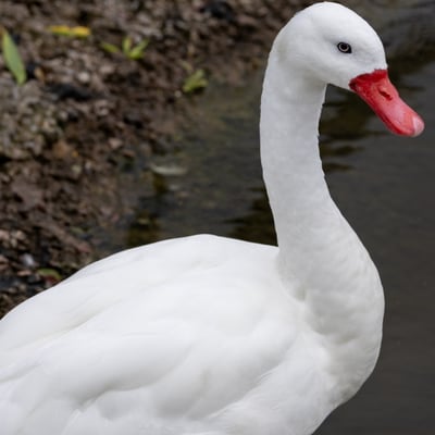 A small white swan with a bright red, blunt bill and pink legs swimming.