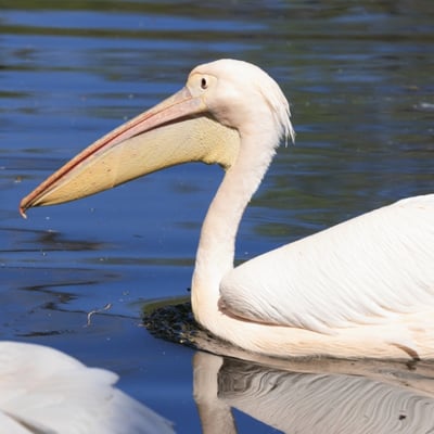 A massive white bird with silvery-grey wings and a large, red-orange throat pouch.