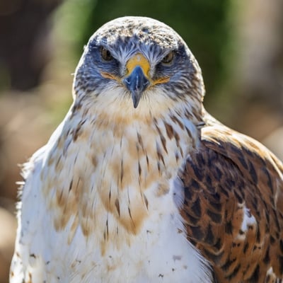 A large hawk with broad wings, a white underside, and distinct rusty-red leg feathers.
