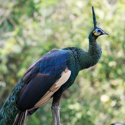 A large bird with an upright crest and metallic green and blue scales on its neck.