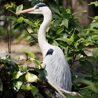 A tall grey bird with long legs, a white neck, and a sharp yellow bill standing in water.