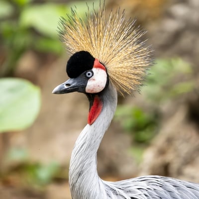 A tall crane with a grey body, white face, red throat wattle, and a stiff golden crest.