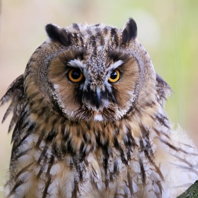 A slender owl with orange eyes and long, upright feather tufts sitting against tree bark.