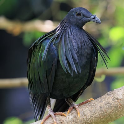 A large pigeon with dark iridescent feathers, long neck hackles, and a white tail.