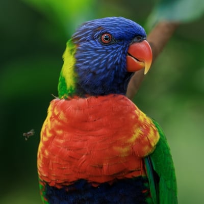A brilliantly multicoloured parrot with a blue head, orange chest, and green wings.