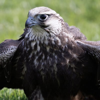 A large brown falcon with a pale, streaked underside and broad wings perched on a post.