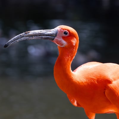 A brilliantly crimson bird with a long, thin, downward-curved bill wading in water.
