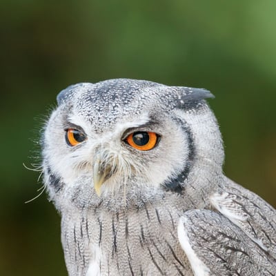 A small grey owl with a prominent white face, black-framed eyes, and orange irises.
