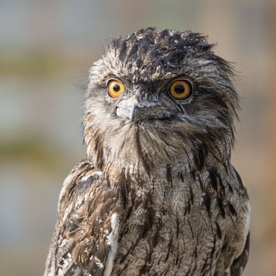 A bird with silver-grey mottled plumage and yellow eyes perfectly camouflaged against a branch.
