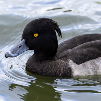 A small black duck with bright white sides, a yellow eye, and a distinct thin head tuft.