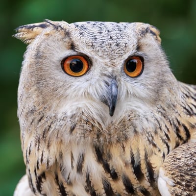 A massive owl with very pale, mottled plumage, prominent ear tufts, and glowing orange eyes.