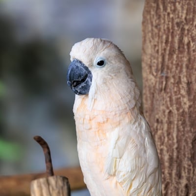 A large white parrot with a broad, backwards-curving crest and yellow wing undersides.