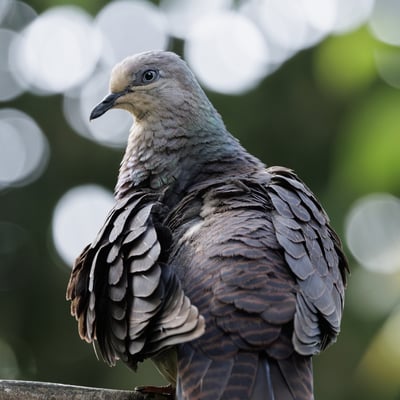 A small brownish-grey dove with black and white horizontal bars on its neck.