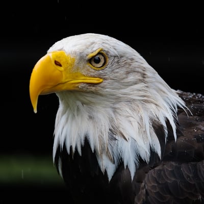 A powerful raptor with a dark brown body, bright white head and tail, and yellow beak.